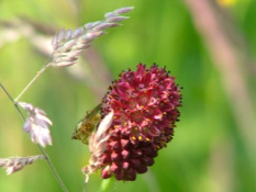 Sanguisorba officinalisGrote pimpernel bestellen